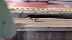 Squirrel holds up Disney monorail