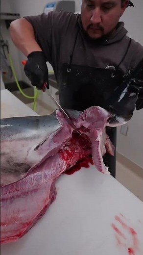 How To Fillet a Mako Shark