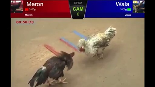Rooster fight - New rooster fight