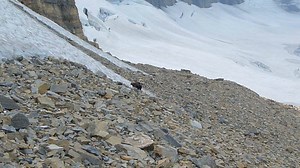 Fierce, bold, and relentless, wolverines embody the untamed spirit of the wild. These tenacious creatures thrive in the remote and rugged wilderness of the U.S., enduring extreme cold and navigating harsh landscapes, like those at Glacier National Park. Glacier is a stronghold for wolverines, boasting the highest density of these animals in the lower 48 states. As the largest terrestrial member of the weasel family, wolverines call the unforgiving backcountry of the Crown of the Continent home. 