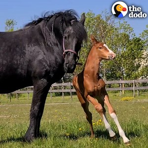 Horse was missing her baby — and she's THRILLED to adopt an orphaned foal as her own 💕 | The Dodo