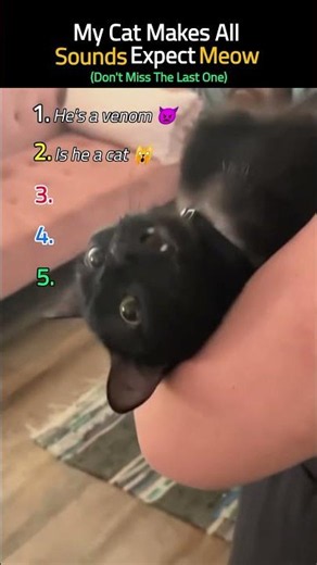My Cat Makes All Sounds Expect Meow 😭#meow #sounds #catshorts