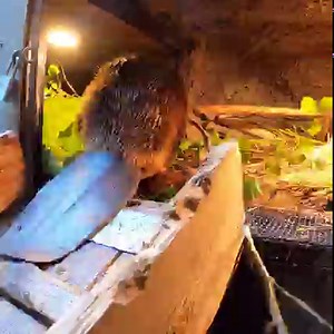 454K views · 44K reactions | After a relaxing holiday weekend, the branch managers are back at it. | Oregon Zoo | Facebook