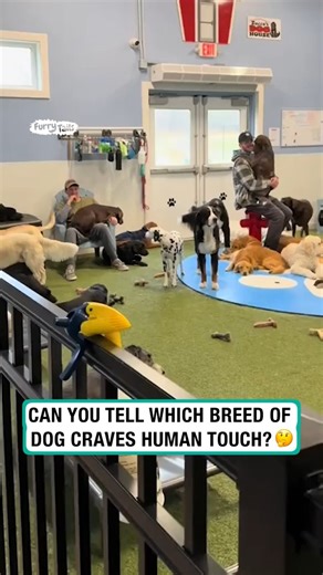 4.3M views · 53K reactions | Can you tell which dog breed needs the most human touch? ❤️ | Furry Tails | Facebook