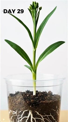 APRICOT Seed Germination - 30 DayTimelapse |#plants #shorts #viral