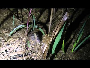 Southern Chorus Frog Calling