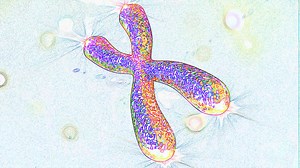 Telomere length in mice