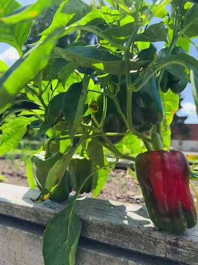 You never know what you'll find in American Licorice Company's Garden...
