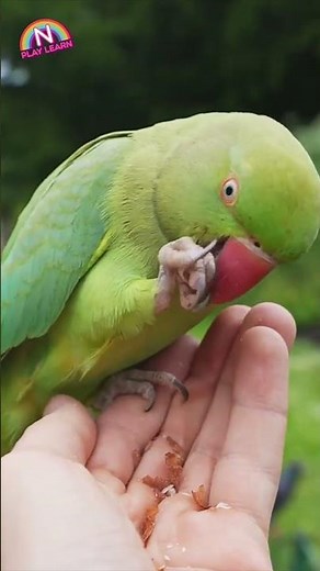 Meet the Wild Part 1 Amazing Animals for Kids Fun and Educational Video About Animals of the World 3