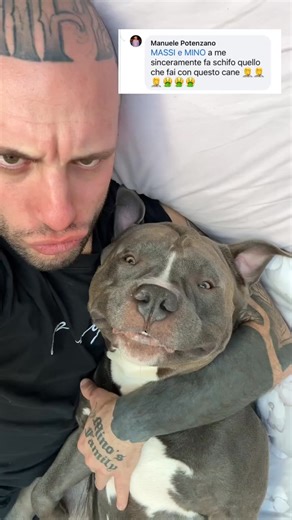 These people lie their mouths everywhere and then.. "omg, no dog kisses, that's disgusting"😂😂 but go to 💩💩💩💩 . . #MASSIeMINO #bullyuk #reels #doglovers #babygirl #baby #americanbully #foryou #fypage #fyp #bully #doggo #cutedog #dog #funny #fundog #viral #puppy #fypシ | G00D View