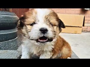 Stray puppies huddled together in the cold wind to stay warm, until this happened.