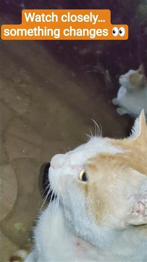 Stray Cat Whisperer 😻 | After Dinner They Do THIS 😳🐾 | Street Cat Bonding Moments