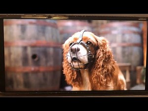 Lady And The Tramp 2019 Tramp Saves Lady