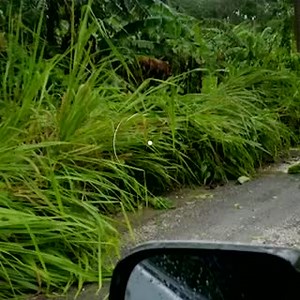 17K views · 54 reactions | Location: Fort George Road, Annotto Bay, St. Mary Parish : Contributed #CVMTV #Jamaica #StaySafe | CVM Television | Facebook