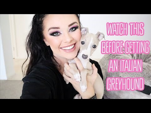 Owning an Italian Greyhound: The pros and cons