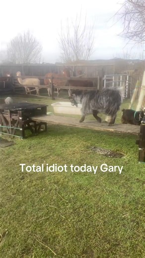 Agility Training with Gary the Goat