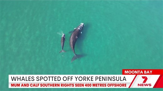 A Moonta Bay resident has captured spectacular video of a southern right whale and her calf cruising along the coast. Download the 7NEWS app: https://7news.link/7NEWSapp #MoontaBay #7NEWS | 7NEWS Adelaide