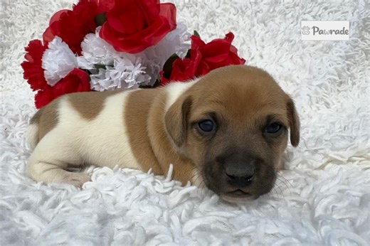 Rosie - Jack Russell Terrier Puppy 3B88AE