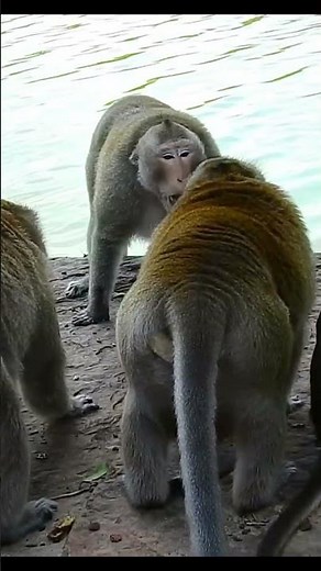 Life of Monkeys : Opposition Is Gradually Present In The Herd !