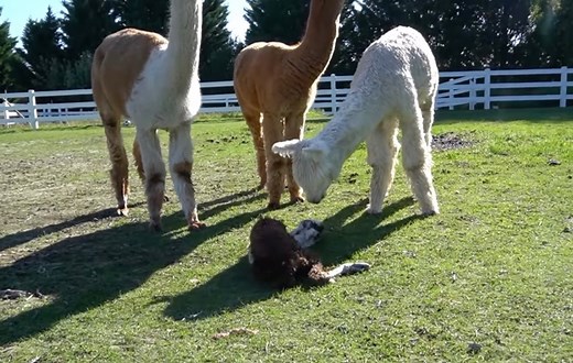 Unpacking an alpaca cria