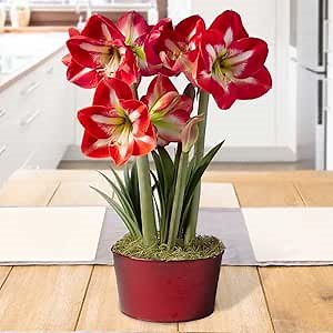 Shining Star Amaryllis Indoor Potted Bulb Garden - Simply Water and Flowers Open in 3-6 Weeks - Grows Well in Containers - Gift Ready Flower Bulbs
