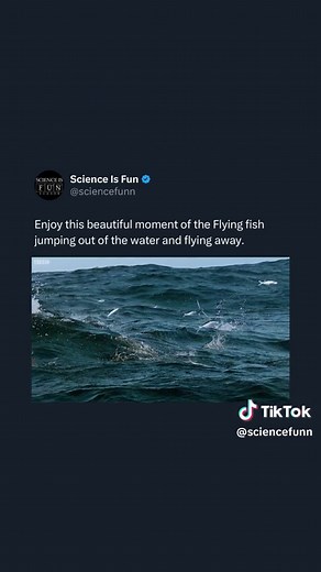 Amazing Facts About Flying Fish | Up Close Video Expose