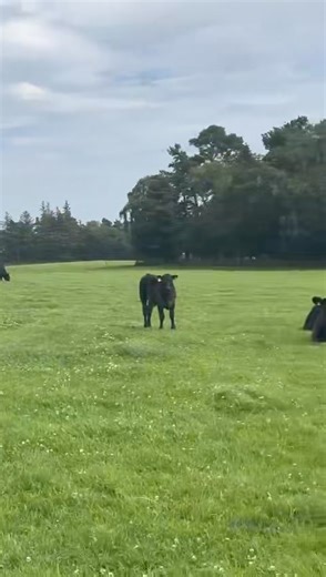 United Auctions - Livestock Auctioneers on Reels | Facebook