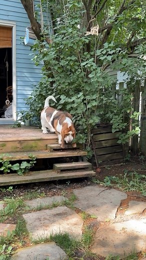 47K views · 1.6K reactions | Tiny stairs appreciation post 﫶 #dog #bassethoundlife #bassethound #bassethoundlove #bassethoundmoments #virals #bassethoundpuppy #bassethoundsofinstagram #bassethoundsofinstagram | Basset Hound Lover | Facebook