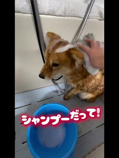 推定3歳のときにピースにやってきたマリルちゃん！ 里親募集中のワンコ #Shorts #保護犬 #里親募集 #殺処分 #犬 #譲渡 #dog #ピースワンコ #譲渡センター #野犬 #飼育放棄