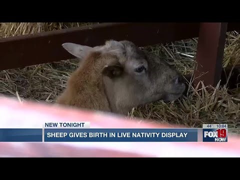 Sheep gives birth in live nativity display
