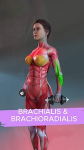 No Gym? No Problem! You can build strong, defined arms at home with just a pair of dumbbells. These three essential exercises target different arm muscles, giving you a complete workout: 1. Supinated Grip (Palms Up) Muscles Worked: Biceps Brachii Why It Works: This grip engages both the long and short heads of your biceps, maximizing muscle activation for growth and definition. 2. Neutral Grip (Hammer Grip) Muscles Worked: Brachialis & Brachioradialis Why It Works: This grip shifts focus to the 