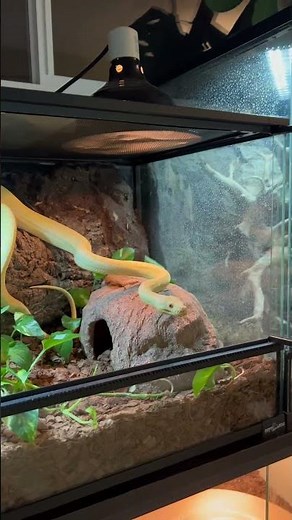 Feeding My Albino Carpet Python: Watch the Action Unfold! 🤩🐍 #python #snake #animals
