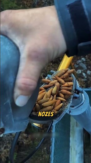 Esse animalzinho causou um baita estrago!