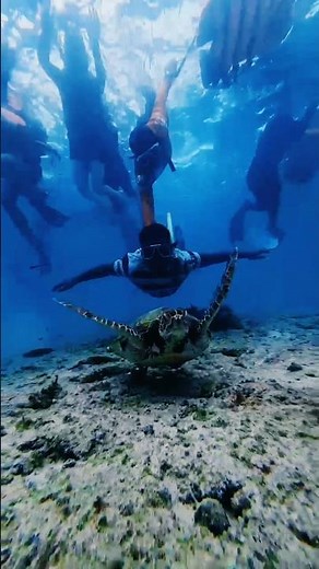 Scuba Diving in the Philippines 🇵🇭 Underwater Adventure 🤿 #scubadiving #philippines #viral #shorts