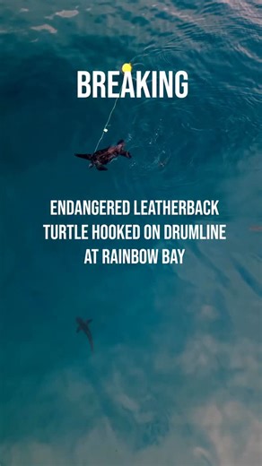 ‼️BREAKING:An endangered leatherback turtle was hooked on a drumline at Rainbow bay on the Gold Coast last night. It is reported that the authorities were called, but calls went to voicemail yesterday. The contractor released the turtle at approximately 10am this morning. 🦈There appears to be several sharks approaching the distressed turtle. Shark nets and Drumlines do not protect people. ❌Enough is enough! Nets out now. Hit the link in the comments to take action! 📣 🎥: Footage courtesy of Lu