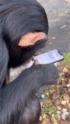 @randomchimpevent on Instagram: "RANDOM CHIMP EVENT.... PLANNED????"