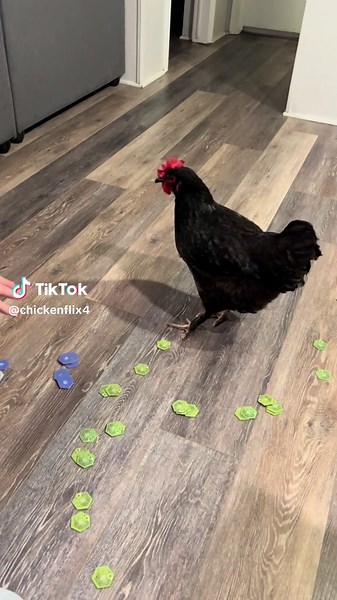 Funny Reverse Chicken Video with ASMR Effects