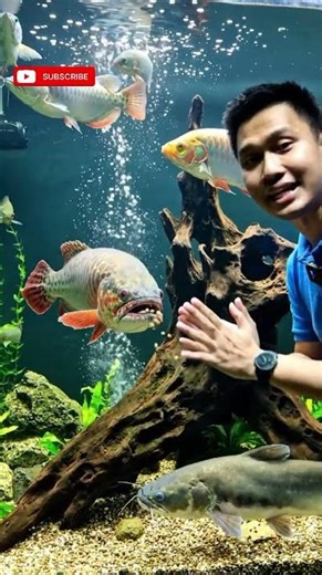 Ikan Toman di Aquarium dengan Tankmate Besar! Predator Ganas Tapi Bisa Akur?!