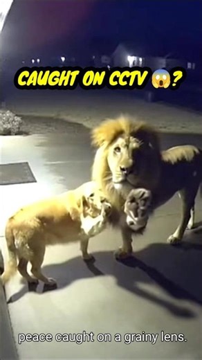 Lion and Dog: A Secret Peace Sign? (Real CCTV?) 🕊️ | Kind Hands #shorts