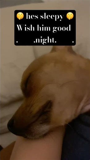 🤫 #funny #helpmemakethismakesense