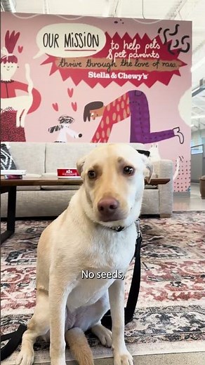 Can dogs eat Watermelon?