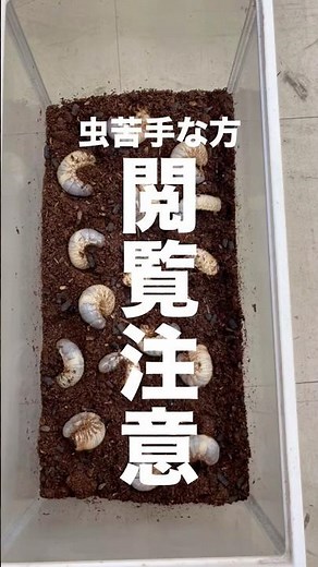 虫苦手な方閲覧注意。17匹のカブトムシの幼虫。元気に成長中。 #かぶとむし #カブトムシ幼虫