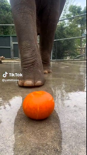 #elephant #elephantlife #zoo | Elephants Videos