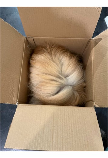 Special delivery 📦 #fizzgigthepomeranian #fizzgigthepom #pomeraninan #fizzgig #specialdelivery