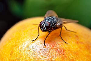 What is the best way to catch and get rid of fruit flies in your home?