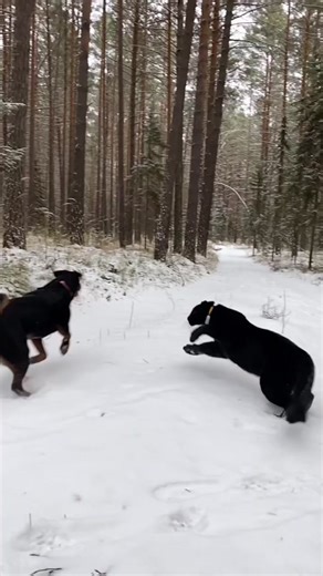 Mastering Panther Skills: Unleash Your Inner Strength