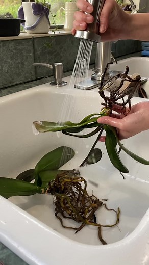 Managing Mealybugs on Orchids: Effective Control Methods