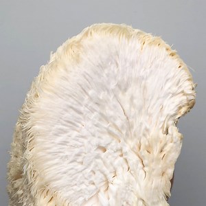 Buy Lion's Mane Grow Kit | Lion's Mane Mushroom Grow Kit | Little Acre