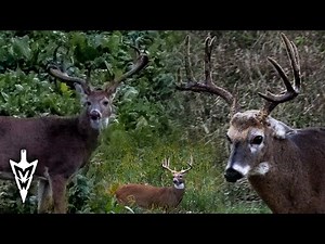 A 200"+ Buck Encounter, Our Best Hunting Action This Season #hunting #deerhunting #bowhunting