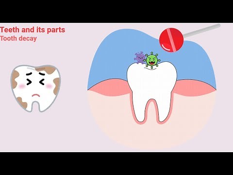 Science (EVS) | Teeth and its parts | Kids Learning